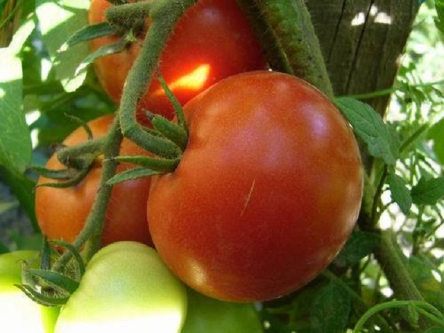 teli_vitamin_recept